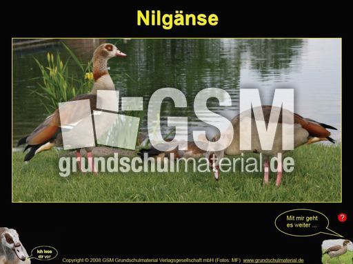 Präsentation-Nilgänse.pdf